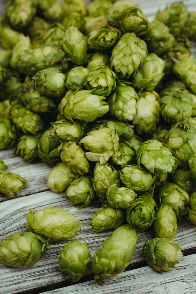 Fresh season harvest: bio hop for brewing Bavarian craftbeer. Made with analog vintage lens, Leica APO Macro Elmarit-R 2.8 100mm (Year: 1993)